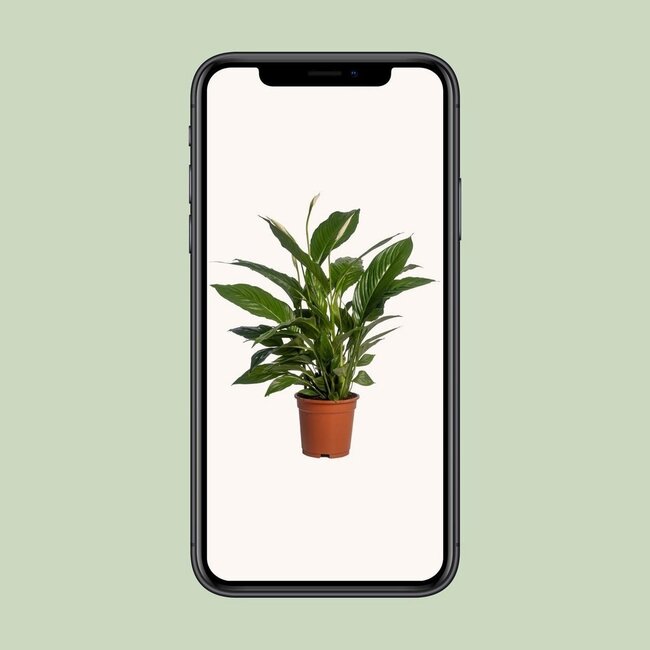 Spathiphyllum Vivaldi houseplant 70 cm pot size 17 cm
