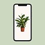 Spathiphyllum Vivaldi houseplant 70 cm pot size 17 cm