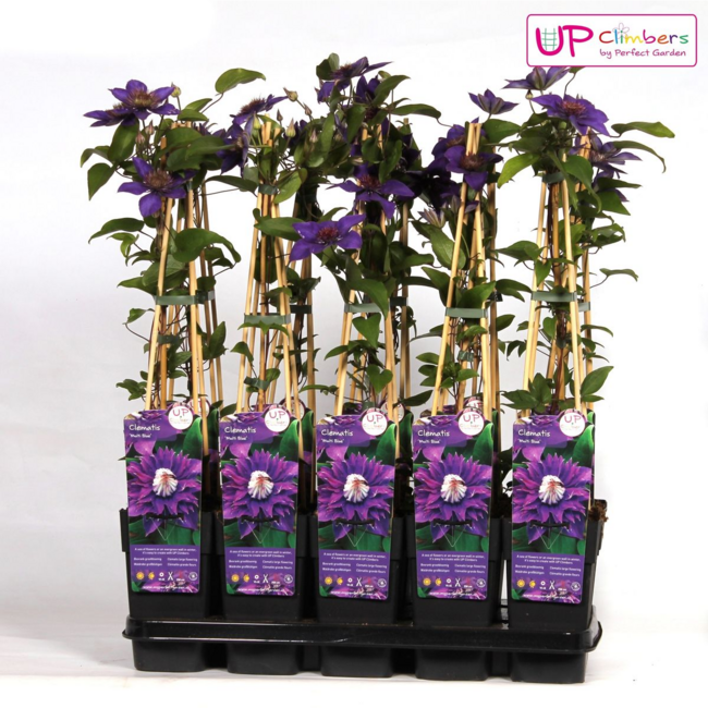 Clematis Multi blauw Clematis blauw tuinplant 65 cm potmaat 15 cm
