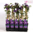 Clematis Multi blue Clematis blue garden plant 65 cm pot size 15 cm