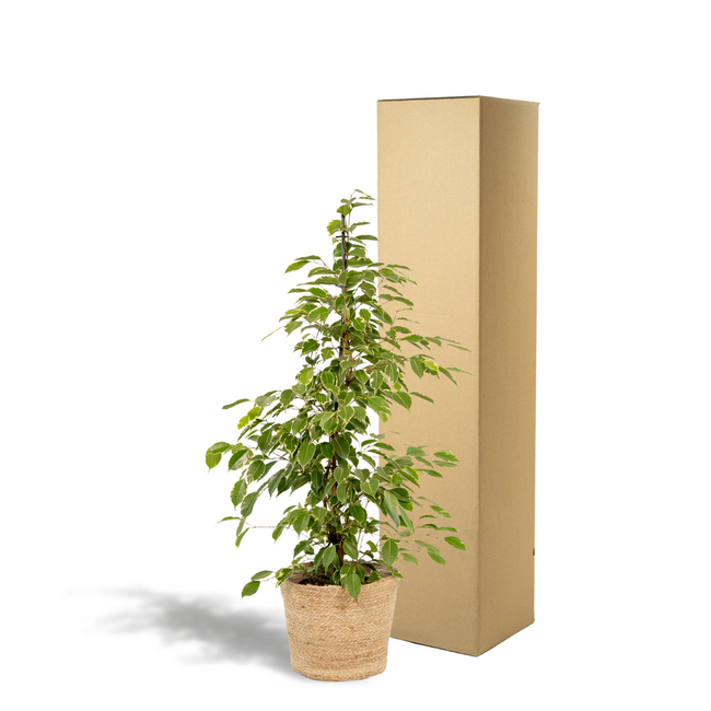 Ficus benjamina Goldenking kamerplant 95 cm potmaat 21 cm