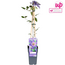 Clematis Multi blauw Clematis blauw tuinplant 65 cm potmaat 15 cm