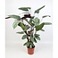 Ctenanthe Oppenheimiana kamerplant 100 cm potmaat 21 cm