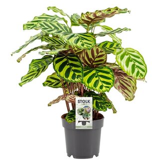 Koning Bamboe Calathea Makoyana kamerplant 45 cm