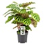 Calathea Makoyana kamerplant 45 cm potmaat 14 cm