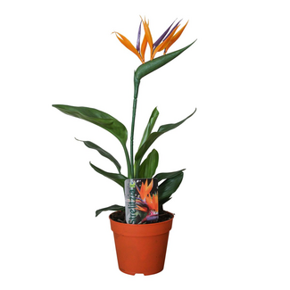 Koning Bamboe Strelitzia Reginae (met kunstbloem) kamerplant 35 cm