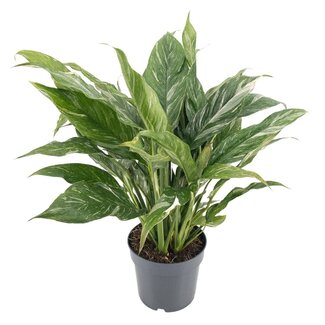 Koning Bamboe Diamond Variegata Zimmerpflanze 55 cm