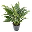 Diamond Variegata kamerplant 55 cm potmaat 14 cm