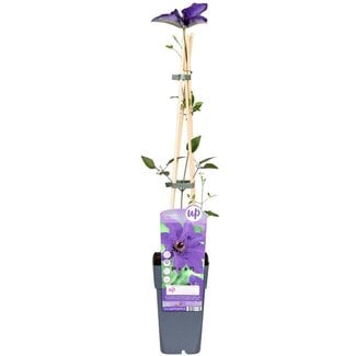 Koning Bamboe Clematis The President Clematis Purple tuinplant 65 cm