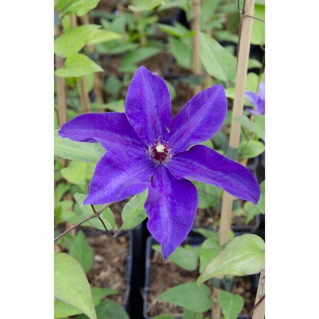 Clematis The President Clematis Purple garden plant 65 cm pot size 15 cm