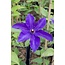 Clematis The President Clematis Purple Gartenpflanze 65 cm Topfmaß 15 cm