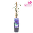 Clematis The President Clematis Purple tuinplant 65 cm potmaat 15 cm