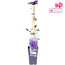 Clematis The President Clematis Purple garden plant 65 cm pot size 15 cm