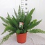 Asparagus D. Meyers kamerplant 60 cm potmaat 27 cm