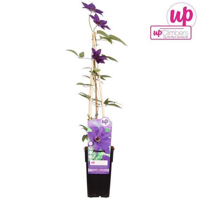 Clematis The President Clematis Purple Gartenpflanze 65 cm Topfmaß 15 cm