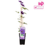Clematis The President Clematis Purple garden plant 65 cm pot size 15 cm