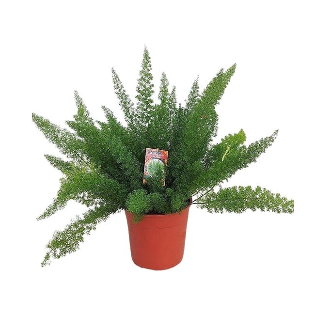 Asparagus D. Meyers kamerplant 60 cm potmaat 27 cm
