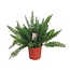 Asparagus D. Meyers kamerplant 60 cm potmaat 27 cm