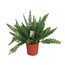 Asparagus D. Meyers Zimmerpflanze 60 cm Topfmaß 27 cm