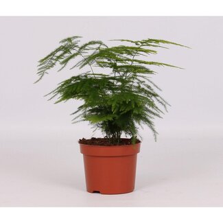 Koning Bamboe Asparagus Setaceus Zimmerpflanze 28 cm