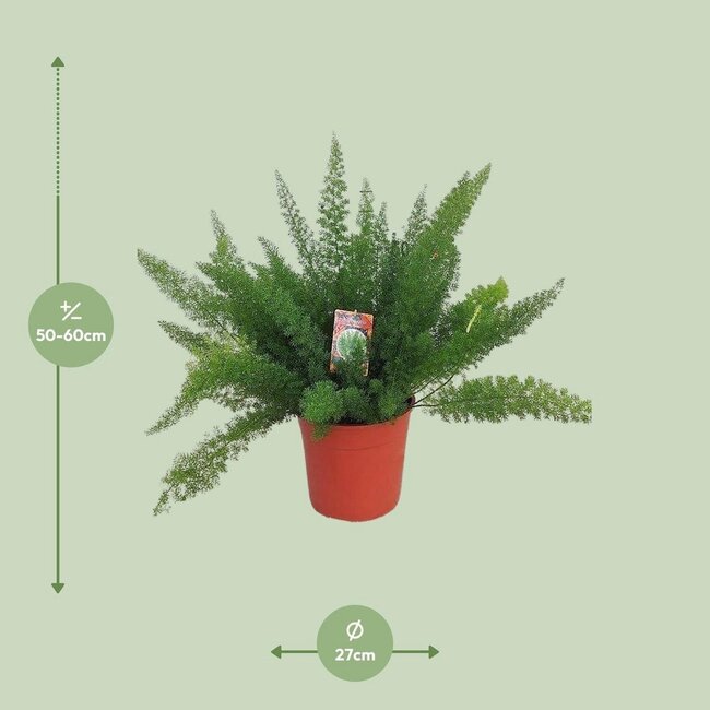 Asparagus D. Meyers kamerplant 60 cm potmaat 27 cm