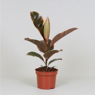 Koning Bamboe Ficus Elastica Belize houseplant 30 cm