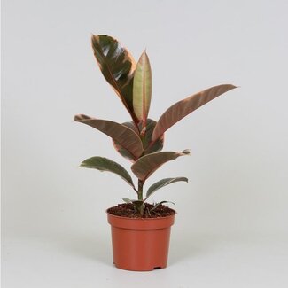 Koning Bamboe Ficus Elastica Belize kamerplant 30 cm