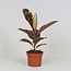 Ficus Elastica Belize kamerplant 30 cm potmaat 12 cm