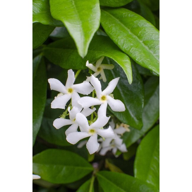 Trachelospermum Star of Venice Tuscan Jasmine white garden plant 65 cm pot size 15 cm
