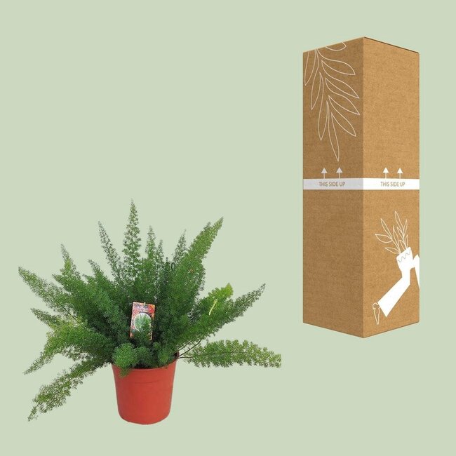 Asparagus D. Meyers kamerplant 60 cm potmaat 27 cm