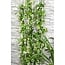 Trachelospermum Star of Venice Tuscan Jasmine wit tuinplant 65 cm potmaat 15 cm
