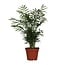 Bergpalme Chamaedorea elegans 55 cm im 17 cm Topf