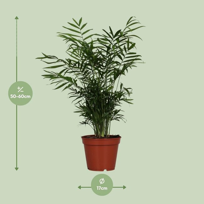 Dwergbergpalm Chamaedorea elegans 55 cm potmaat 17 cm