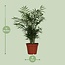 Parlor palm Chamaedorea elegans 55 cm in 17 cm pot