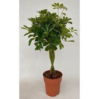 Koning Bamboe Schefflera Compacta geflochtener Stamm 80 cm