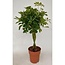 Schefflera Compacta gevlochten stam 80 cm potmaat 19 cm