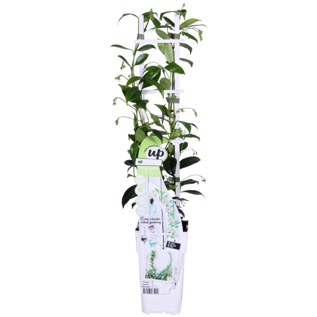 Trachelospermum Star of Venice Tuscan Jasmine wit tuinplant 65 cm potmaat 15 cm