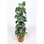 Philodendron scandens Brasil 120 cm potmaat 24 cm
