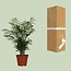 Dwergbergpalm Chamaedorea elegans 55 cm potmaat 17 cm