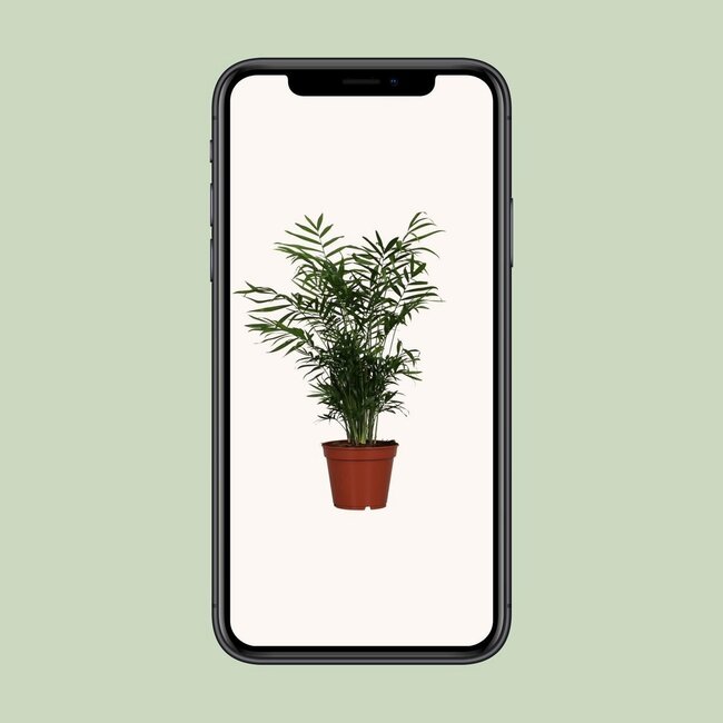 Dwergbergpalm Chamaedorea elegans 55 cm potmaat 17 cm
