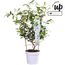 Trachelospermum Star of Venice Tuscan Jasmine white garden plant 65 cm pot size 15 cm