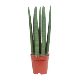 Koning Bamboe Snake plant Sansevieria Straight 40 cm