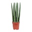 Vrouwentong Sansevieria Straight 40 cm potmaat 12 cm