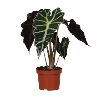 Koning Bamboe Alocasia amazonica Polly kamerplant 30 cm