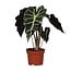 Alocasia amazonica Polly 30 cm im 12 cm Topf