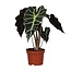 Alocasia amazonica Polly 30 cm potmaat 12 cm