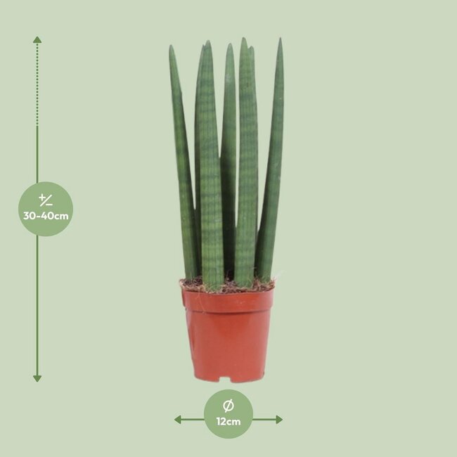 Vrouwentong Sansevieria Straight 40 cm potmaat 12 cm
