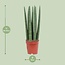 Snake plant Sansevieria Straight 40 cm in 12 cm pot
