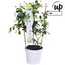 Trachelospermum Star of Venice Tuscan Jasmine white garden plant 65 cm pot size 15 cm