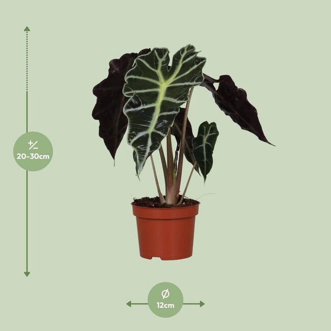 Alocasia amazonica Polly 30 cm im 12 cm Topf